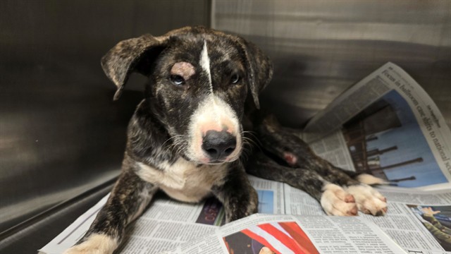 Gia, a Pit Bull Terrier, available for adoption
