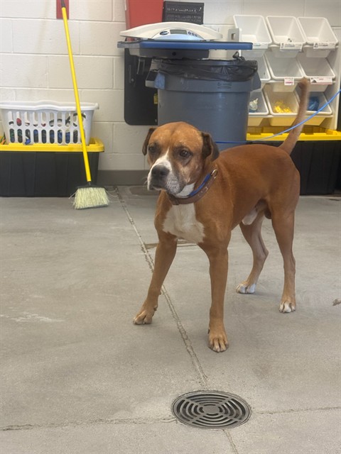 Champ, a Boxer (mix breed), available for adoption