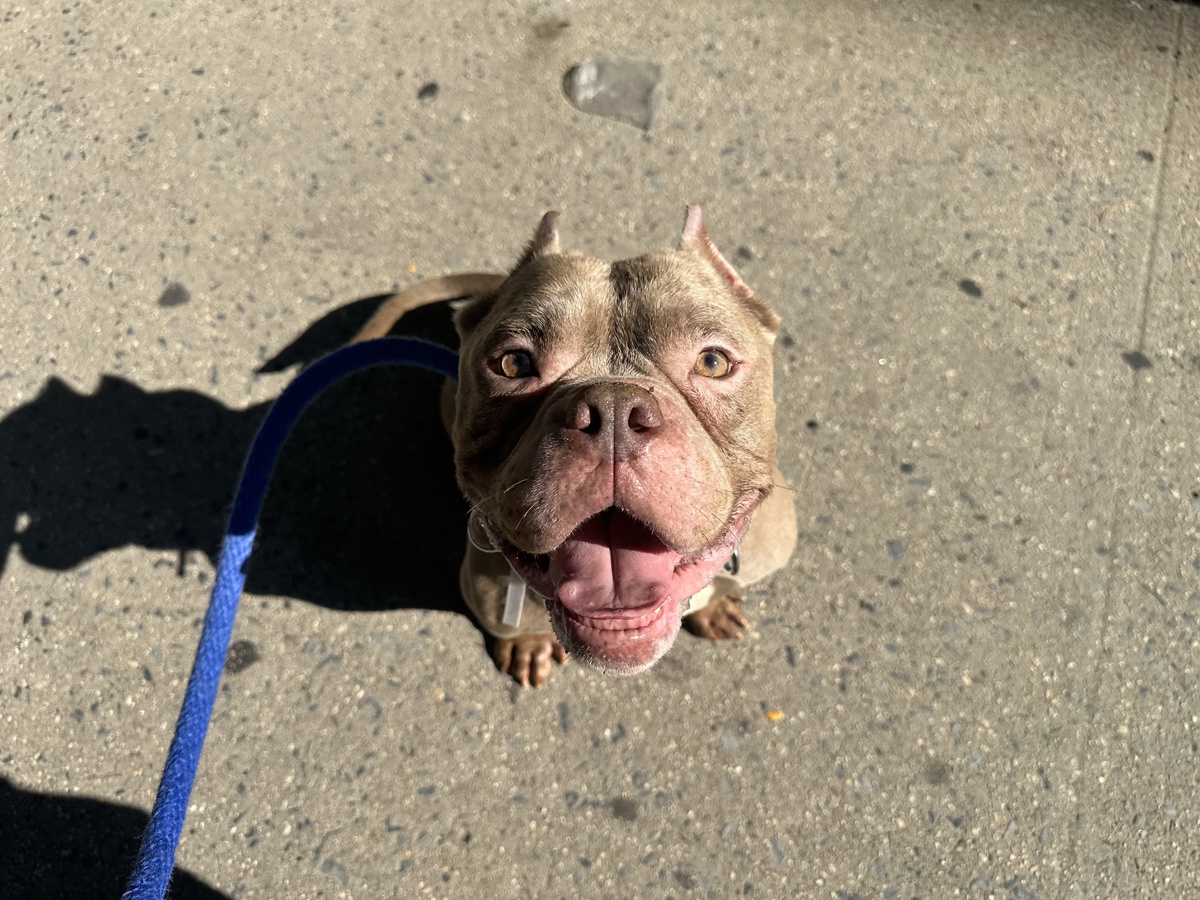 Papa, a Pit Bull Terrier, available for adoption