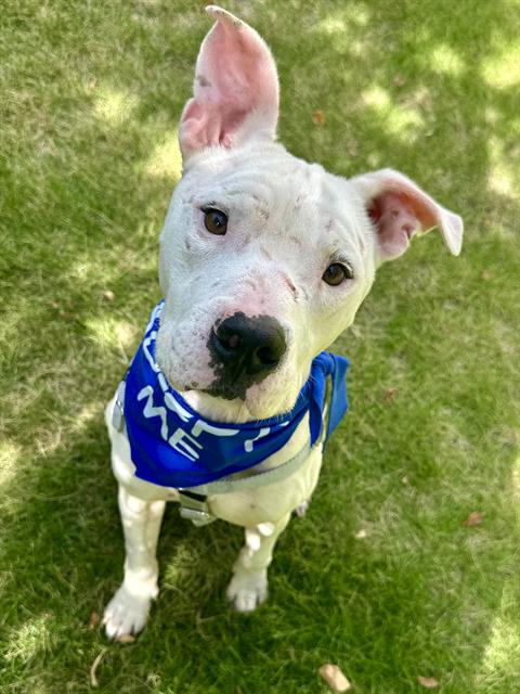Shiloh, a Pit Bull Terrier (mix breed), available for adoption