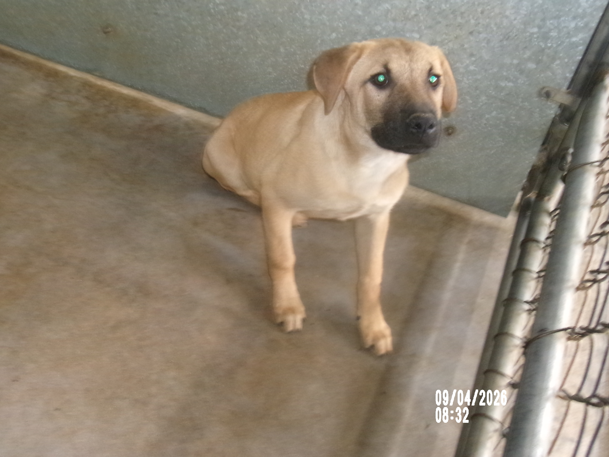 Laios, a Black Mouth Cur (mix breed), available for adoption
