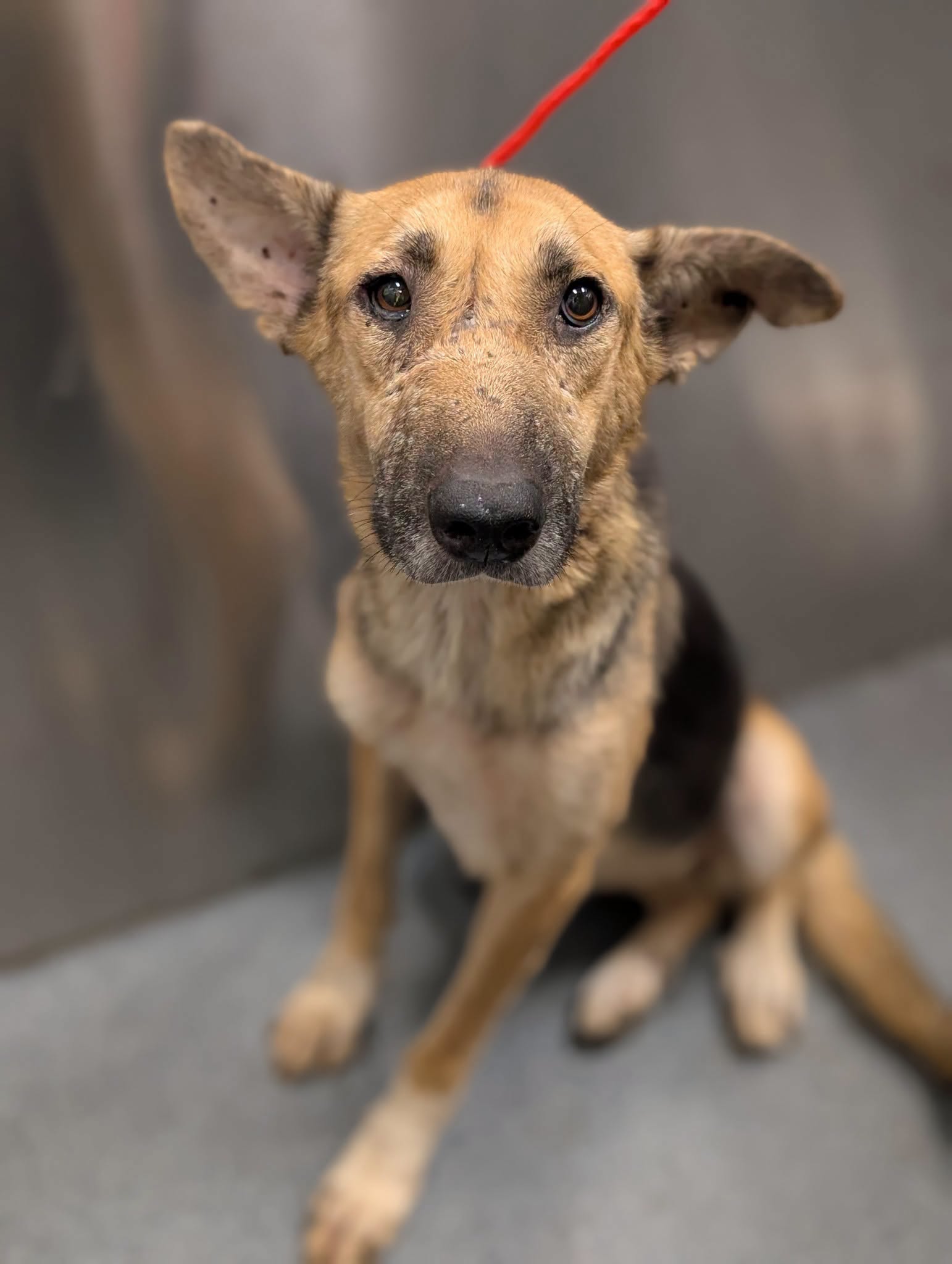 Georgia, a German Shepherd (mix breed), available for adoption
