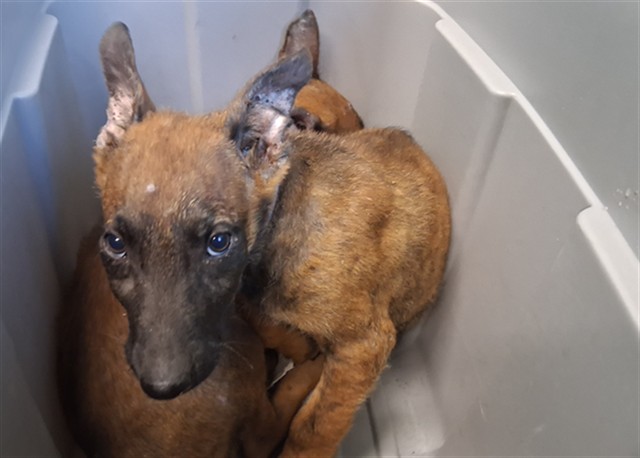 A5802087, a Belgian Shepherd Malinois, available for adoption