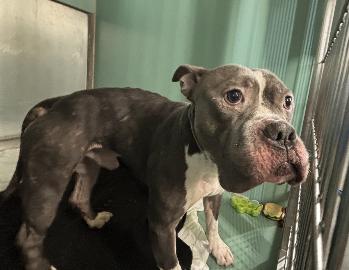 Victor, a Boxer, available for adoption