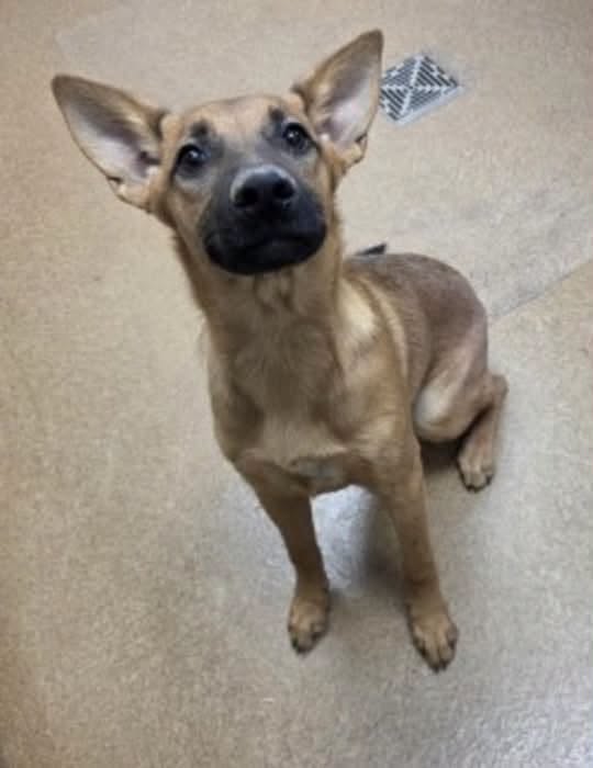 Mia, a Shepherd (mix breed), available for adoption