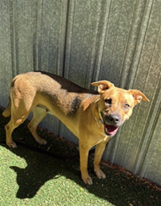Bean, a German Shepherd, available for adoption