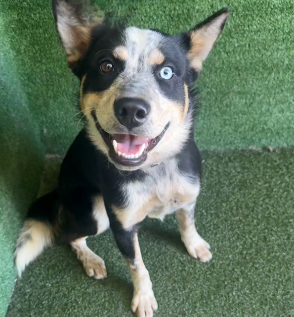 Norbert, a Australian Cattle Dog/Blue Heeler, available for adoption