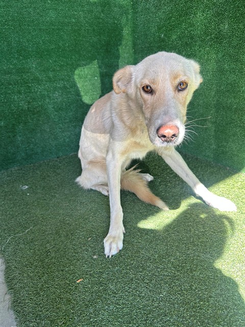 Lulu, a Labrador Retriever, available for adoption