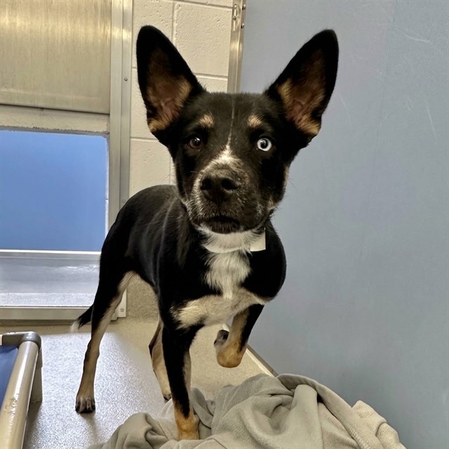 Aj, a Australian Kelpie (mix breed), available for adoption