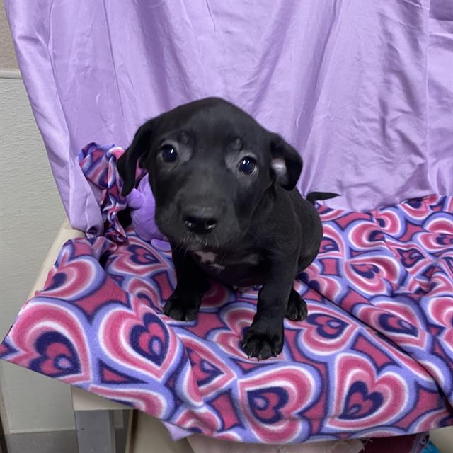 Happy, a Pit Bull Terrier, available for adoption