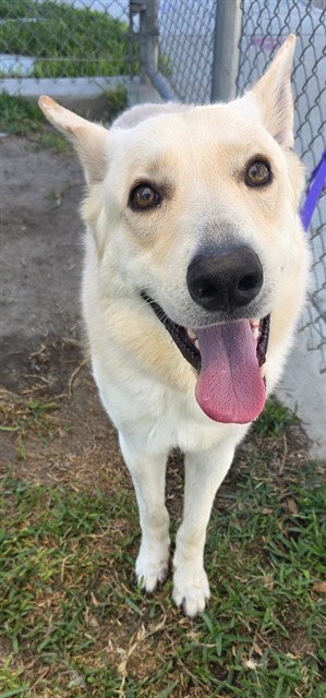 Liam, a Shepherd (mix breed), available for adoption