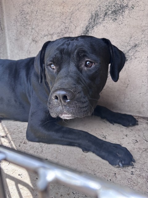 A481219, a Labrador Retriever, available for adoption