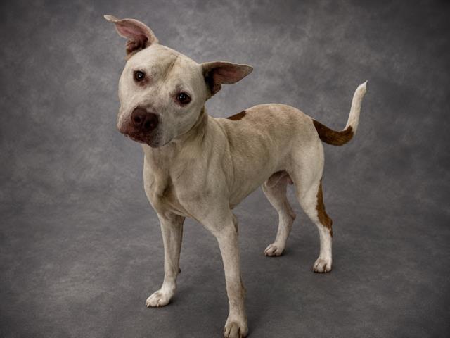 Jasper, a American Bulldog (mix breed), available for adoption