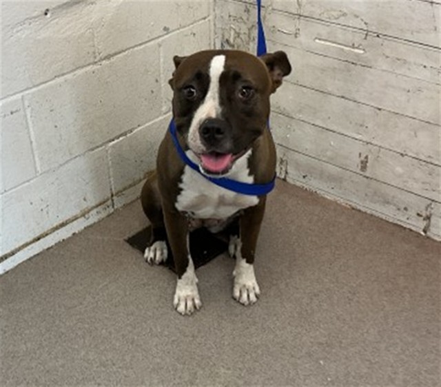 Sadie, a Pit Bull Terrier, available for adoption