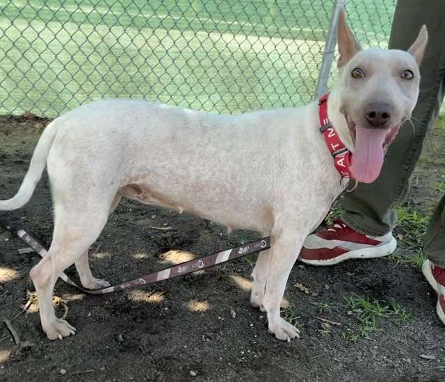 Lucia, a Xoloitzcuintle/Mexican Hairless (mix breed), available for adoption