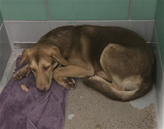 Merle, a German Shepherd (mix breed), available for adoption