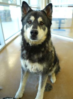 Jaxson, a Siberian Husky, available for adoption