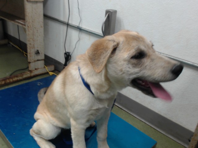 Burton, a Labrador Retriever, available for adoption