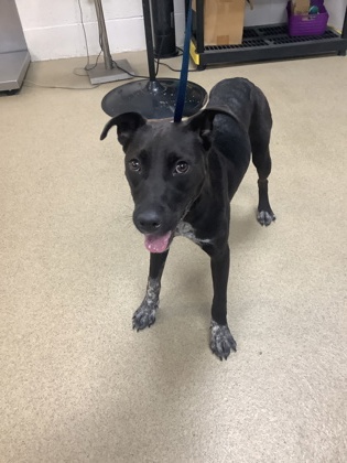 October, a Australian Cattle Dog/Blue Heeler, available for adoption