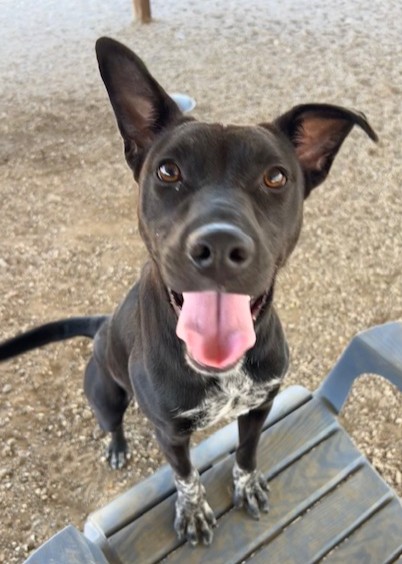 October, a Australian Cattle Dog/Blue Heeler, available for adoption