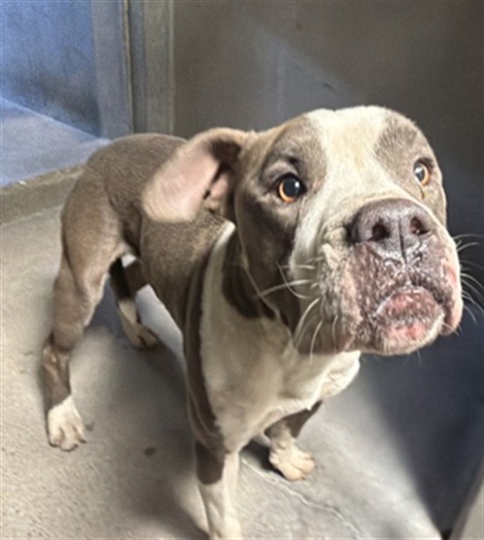 Phineas, a Pit Bull Terrier, available for adoption