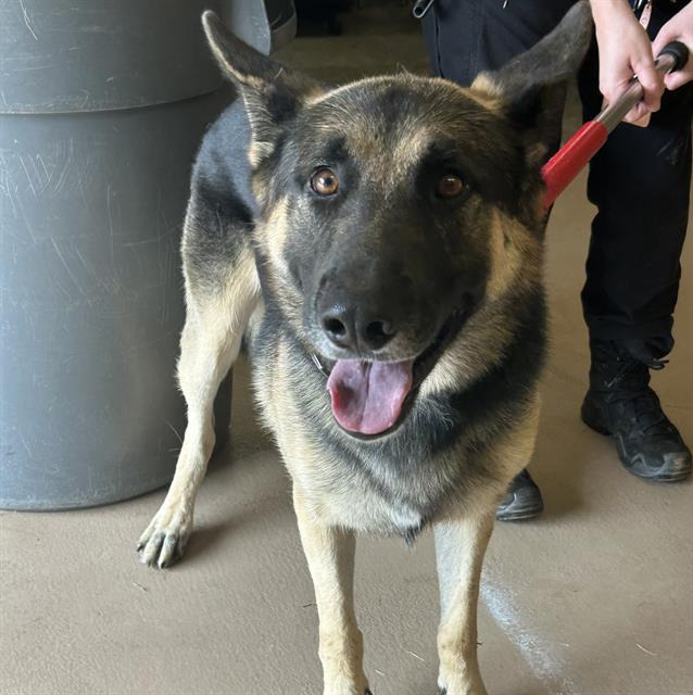Rin Tin Tin, a German Shepherd (mix breed), available for adoption