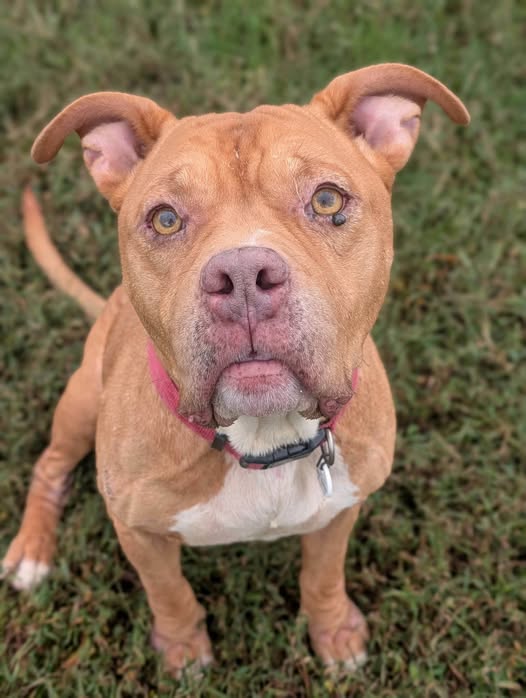Jojo, a American Bulldog, available for adoption