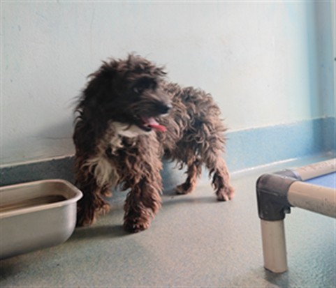Oreo, a Terrier, available for adoption