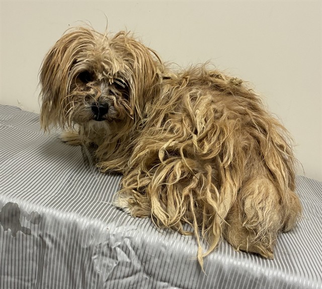 A5806974, a Terrier, available for adoption