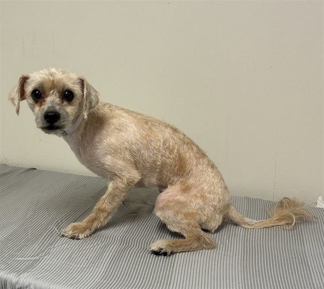 A5806974, a Terrier, available for adoption
