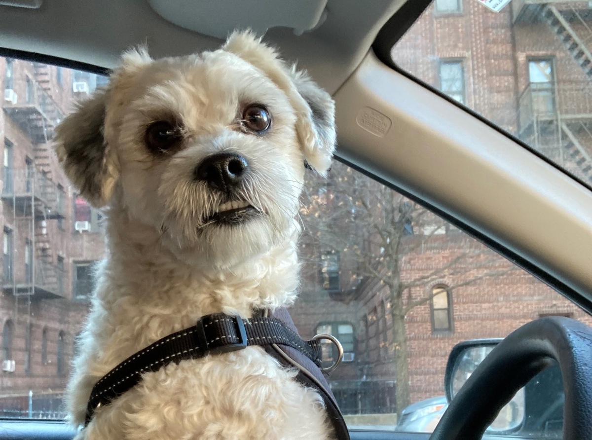 Mister Max, a Shih Tzu, available for adoption