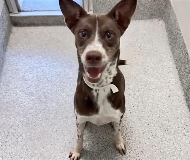 Charlie, a Australian Kelpie, available for adoption