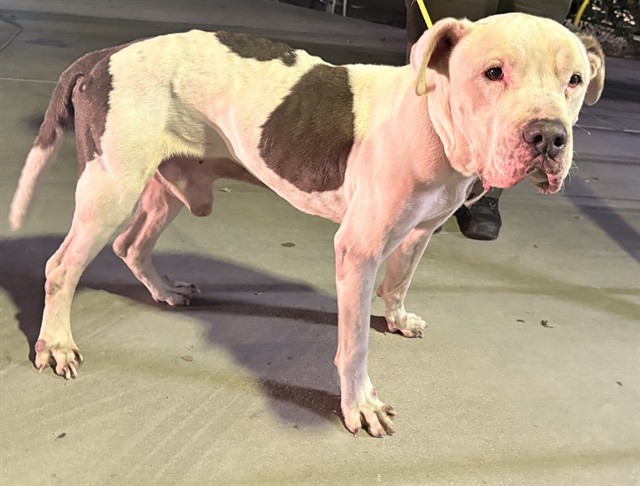 Benny, a Pit Bull Terrier, available for adoption