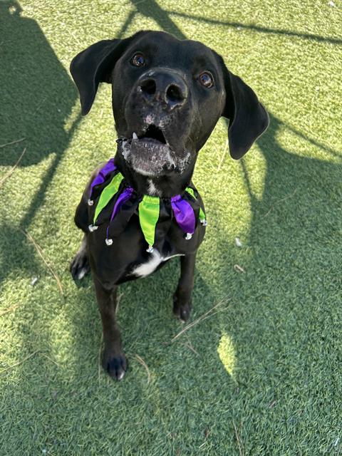 James, a Great Dane, available for adoption