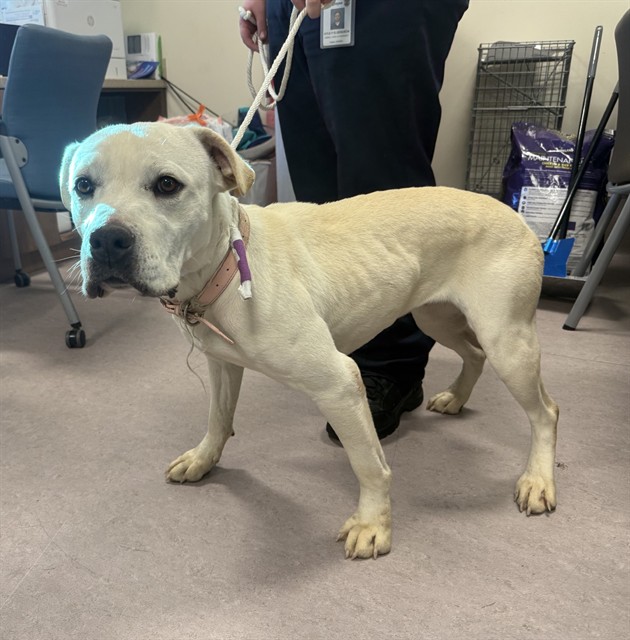 A5807631, a Bullmastiff, available for adoption