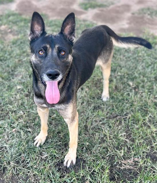Baby, a German Shepherd, available for adoption