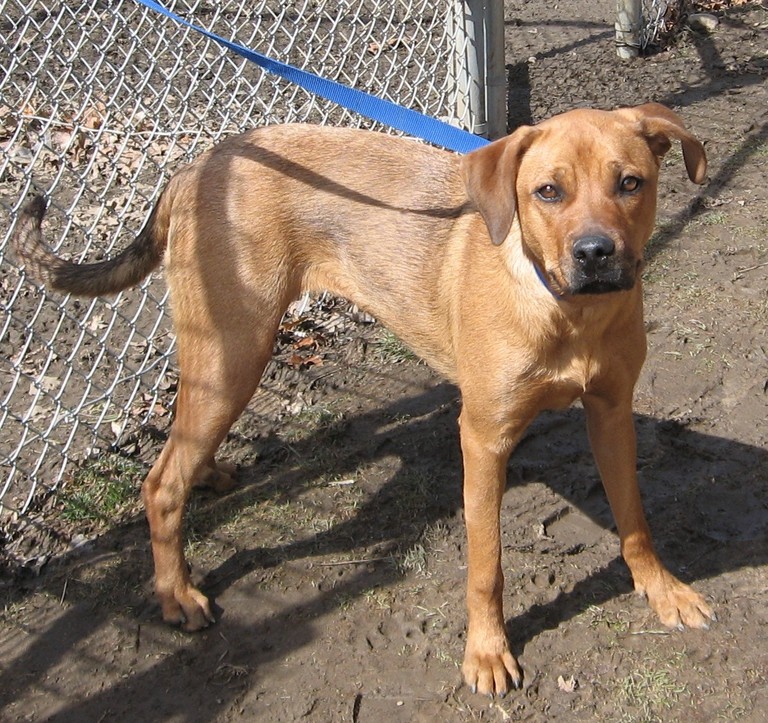 Other Photos of thie Dog