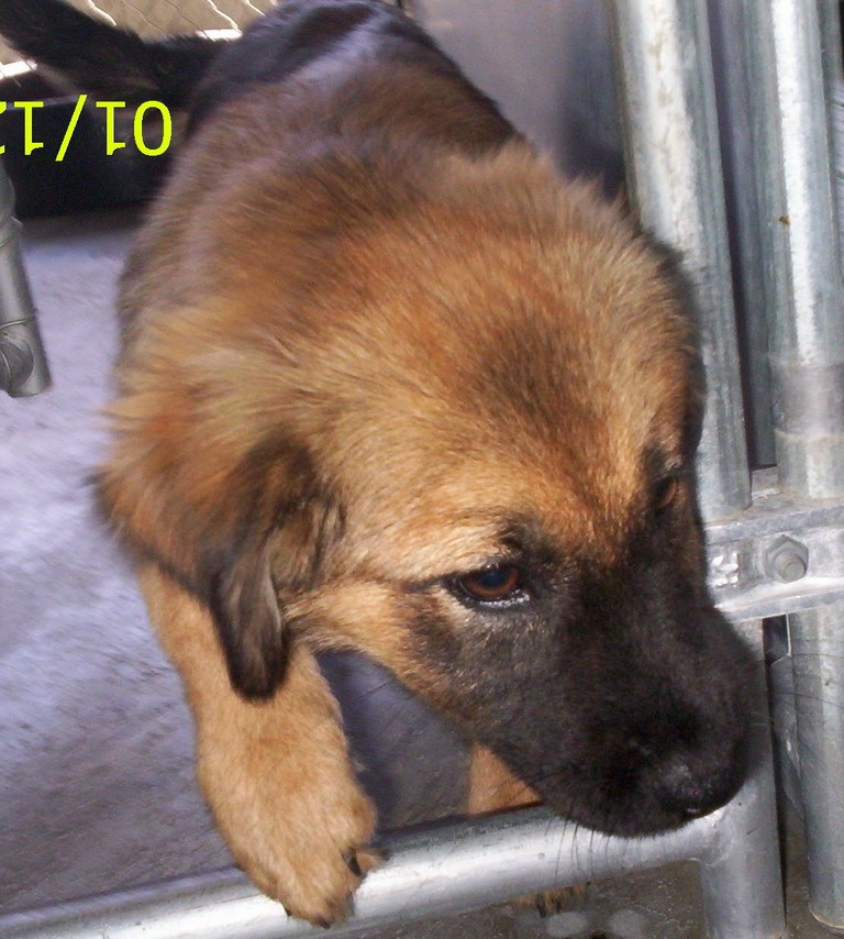 Other Photos of thie Dog