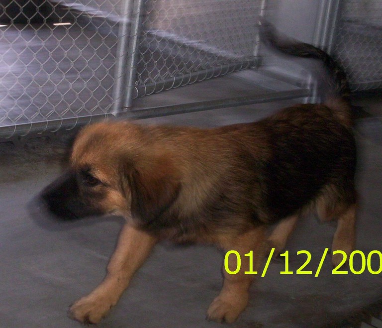 Other Photos of thie Dog