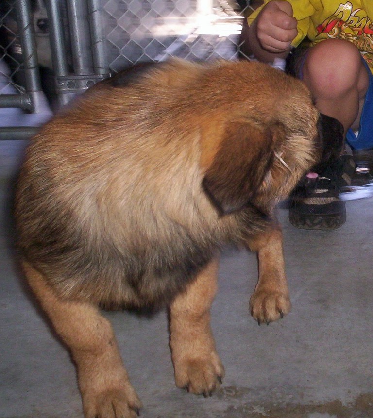 Other Photos of thie Dog
