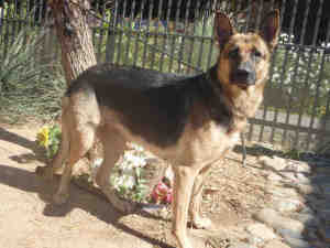 Main Photo of this Dog