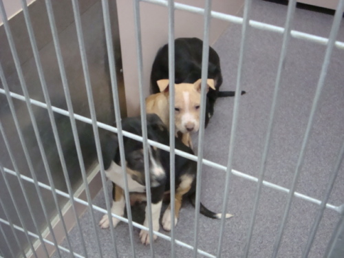Other Photos of thie Dog