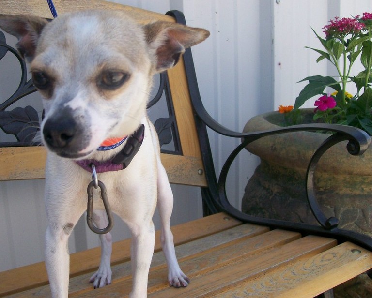 Other Photos of thie Dog
