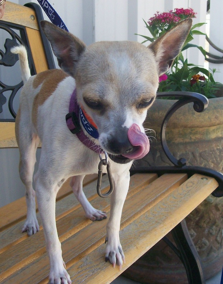 Other Photos of thie Dog