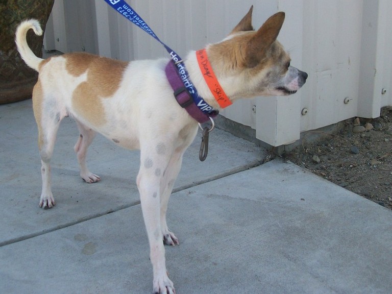 Other Photos of thie Dog