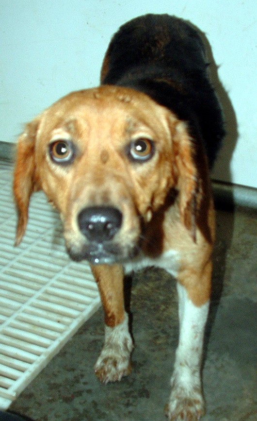 Other Photos of thie Dog
