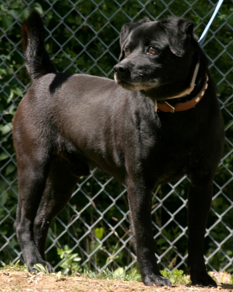 Other Photos of thie Dog