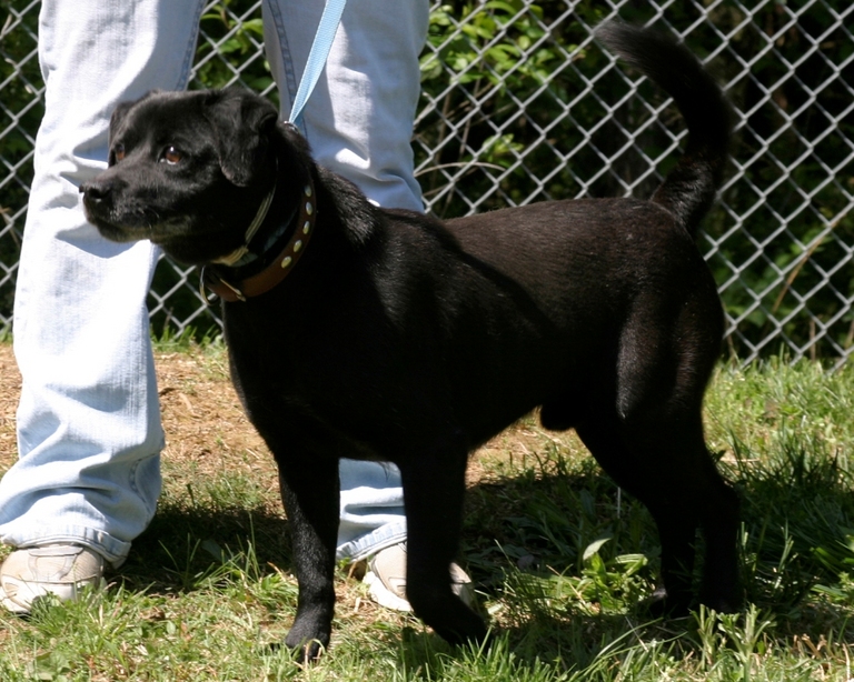 Other Photos of thie Dog