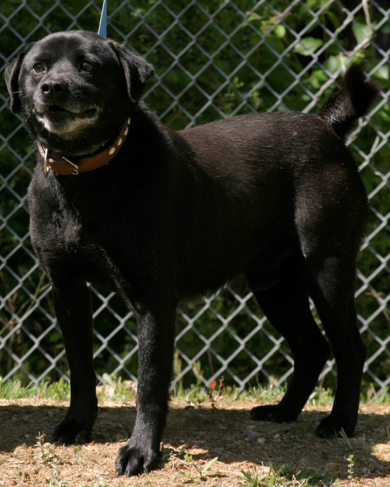 Other Photos of thie Dog