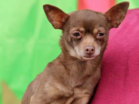 Main Photo of this Dog